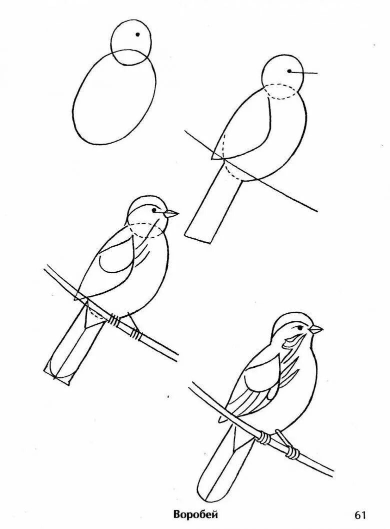 Схема рисования птицы. Этапы рисования птицы. Поэтапное рисование птиц. Рисование птицы на ветке. Рисуем птицу поэтапно презентация 2 класс