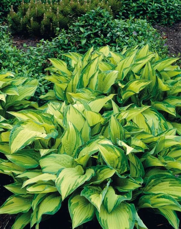 Лучший хост. Hosta gold standard. хоста green gold. хоста золотой стандарт. хоста клубни.