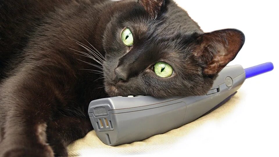 Говорящие смешные кошки. Кошка с телефоном. Котенок с телефоном. Кот с мобильником. Кот с телефонной трубкой.