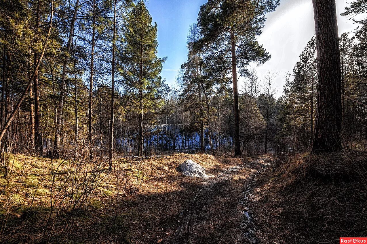 Прогулка по весеннему лесу. Прогулка в лесу весной. Прогулка в лесу весной. Прогулка по весеннему лесу. Человек гуляет в лесу.
