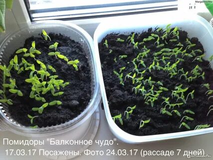 Через сколько всходят семена помидор на подоконнике