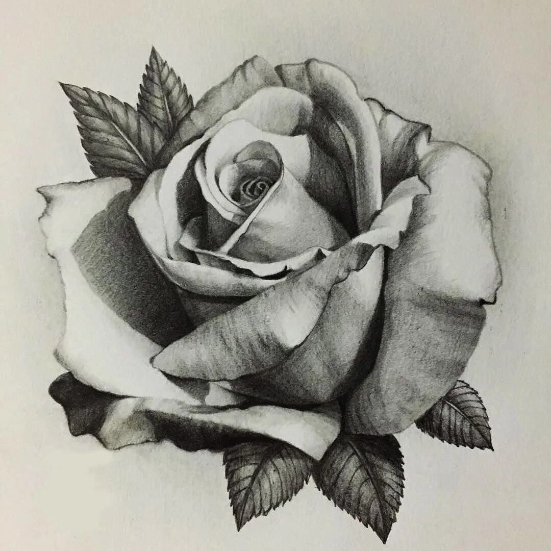 Эскиз в цвете. Нарисовать цветы. Цветы рисунок карандашом. Нарисовать цветы карандашом. Карандашом цветы реалистично.