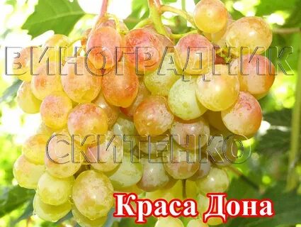 Виноград дона