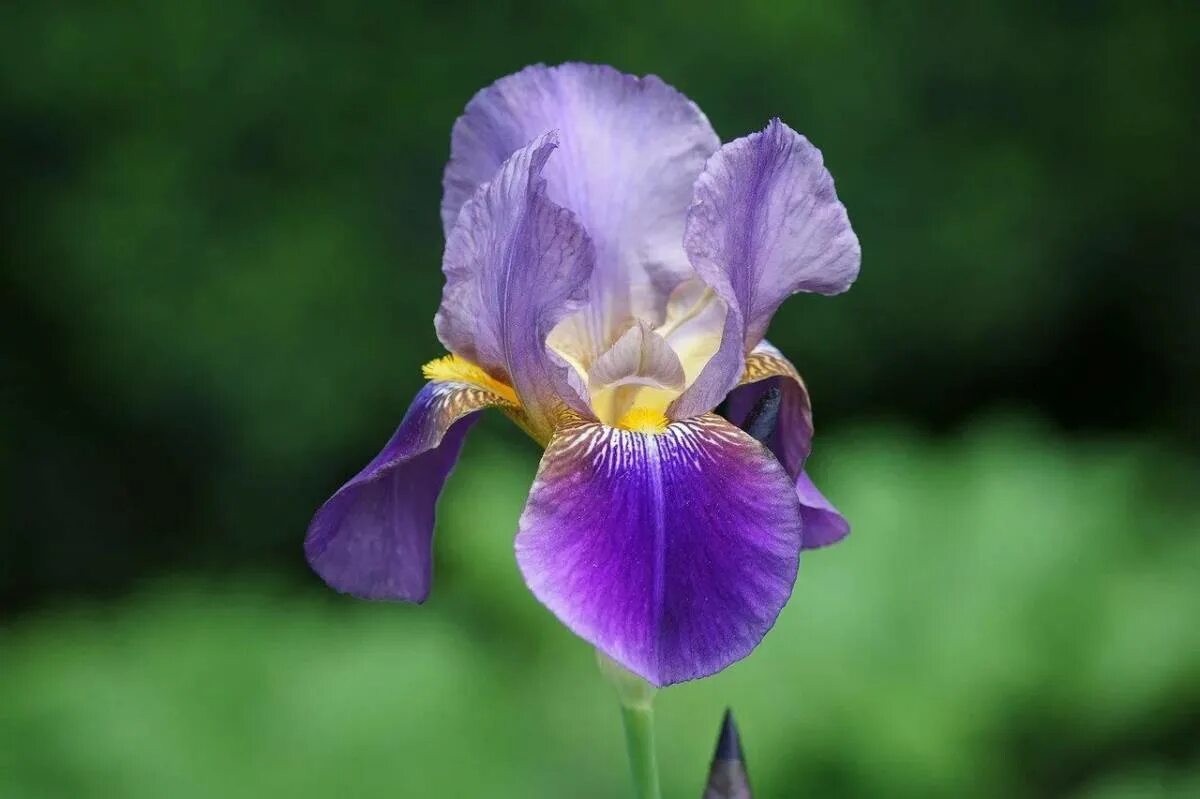 Каким цветом ирис цветок. Ирис Касатик. Ирис фиолетовый обыкновенный. Цветок Ирис Касатик. Ирис (растение).