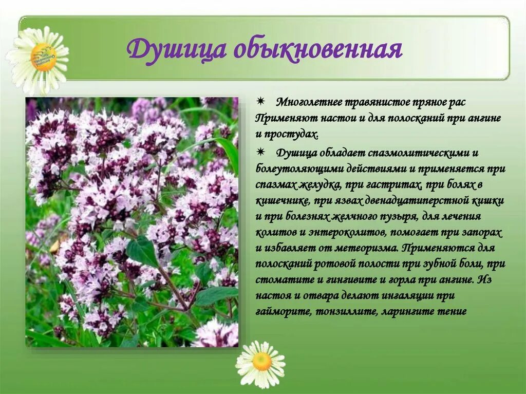 Лекарственное растение 6 класс