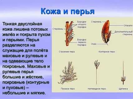 Кожа птиц выберите ответ
