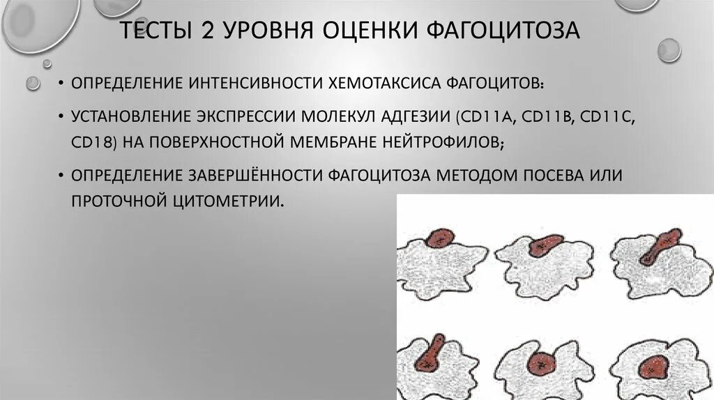 Фагоцитоз прокариот. Методы оценки фагоцитоза. Способы оценки фагоцитоза. Активность фагоцитоза. Показатели активности фагоцитоза.