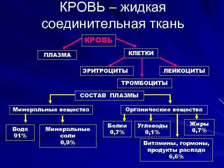Строение соединительной ткани. План строения соединительной ткани. Собственно соединительная ткань схема. Соединительная ткань животных соединительная ткань животных. Строение клеток соединительной ткани.