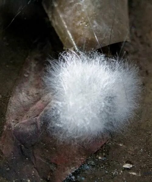 Как выглядит белая плесень. Грибковая плесень. Пушистая плесень. Как выглядит белая плесень. Мукор белая плесень гриб.