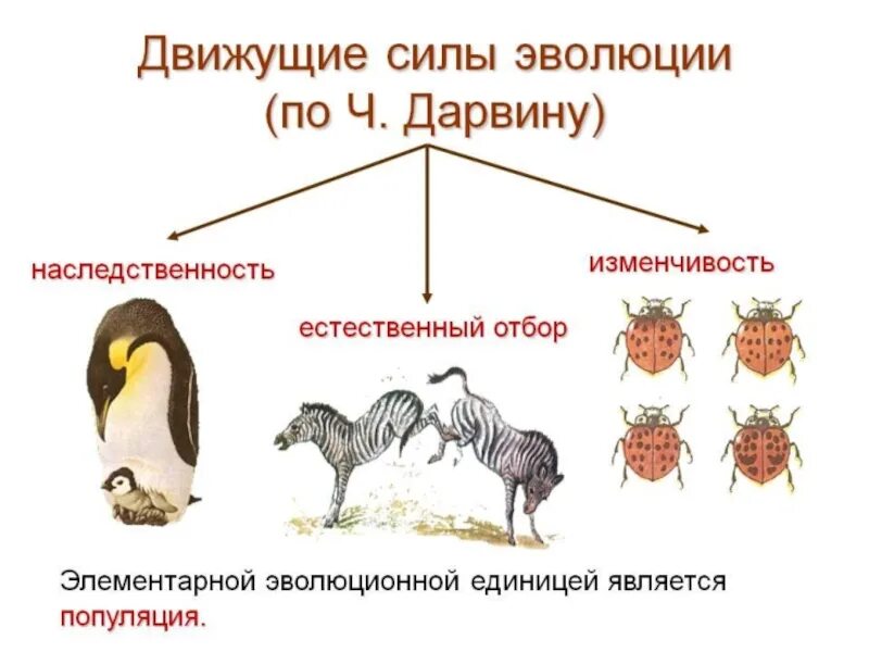 Эволюционная теория Дарвина движущие силы эволюции. Схема естественного отбора по Дарвину. Движущие силы эволюции по ч Дарвину. Факторы эволюции по ч Дарвину.