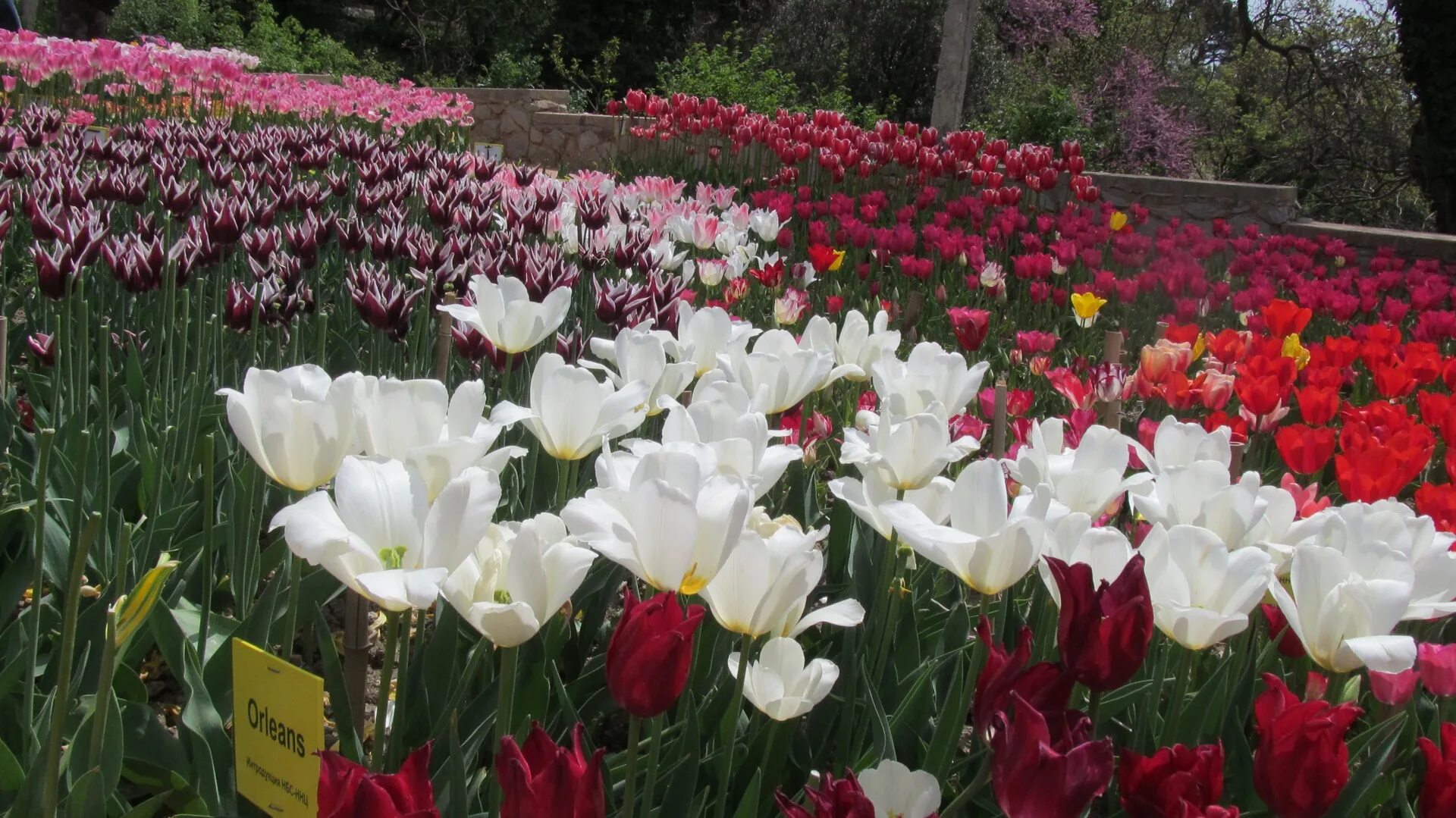 Ботанический сад вологда тюльпаны