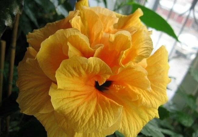 Гибискус желтый махровый фото Saffron Moon Hibiscus tree, Dried hibiscus flowers, Hibiscus plant