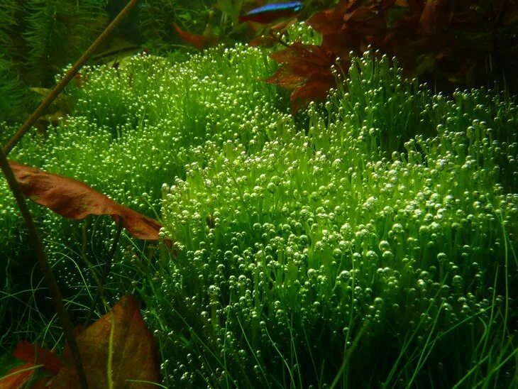 Водоросли всасывают воду. Перлинг аквариумных растений. Ламинария аквариумное растение. Аквариумная Осока водоросль. Редкие аквариумные растения.