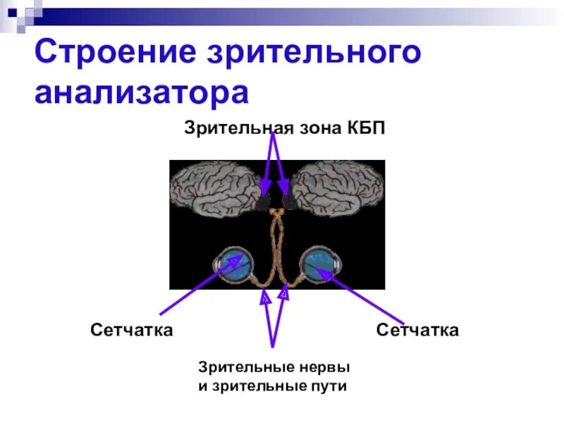 Кбп биология. Зрительный анализатор 8 класс биология. Анализаторы зрительный анализатор строение. Строение зрительного анализатора 8 класс. 10. Строение зрительного анализатора.