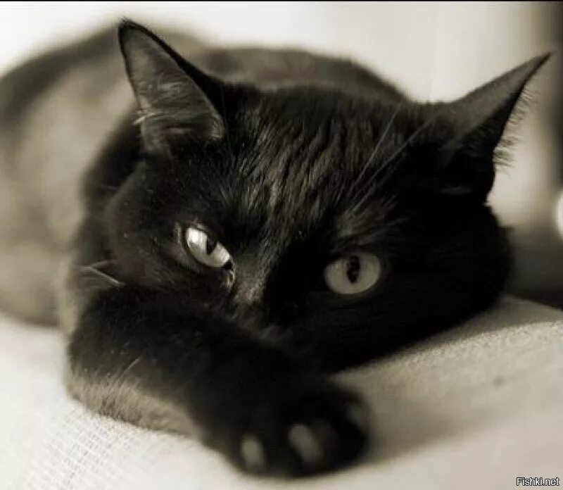 Черная кошка. Черные коты. Кошечка черная. Черная киса.