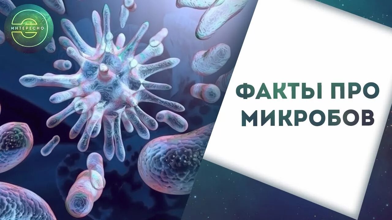 Микробы клуб. Интересные факты о микробах. интересные микробы. интересное о микробах для детей.