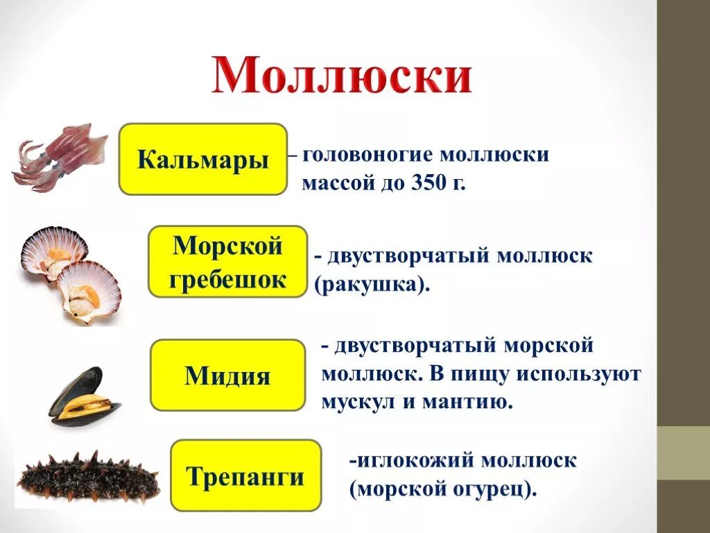 Пища головоногих. Моллюски в пищу. Тип моллюски классификация. Головоногие моллюски в пище. Двустворчатые и головоногие моллюски.