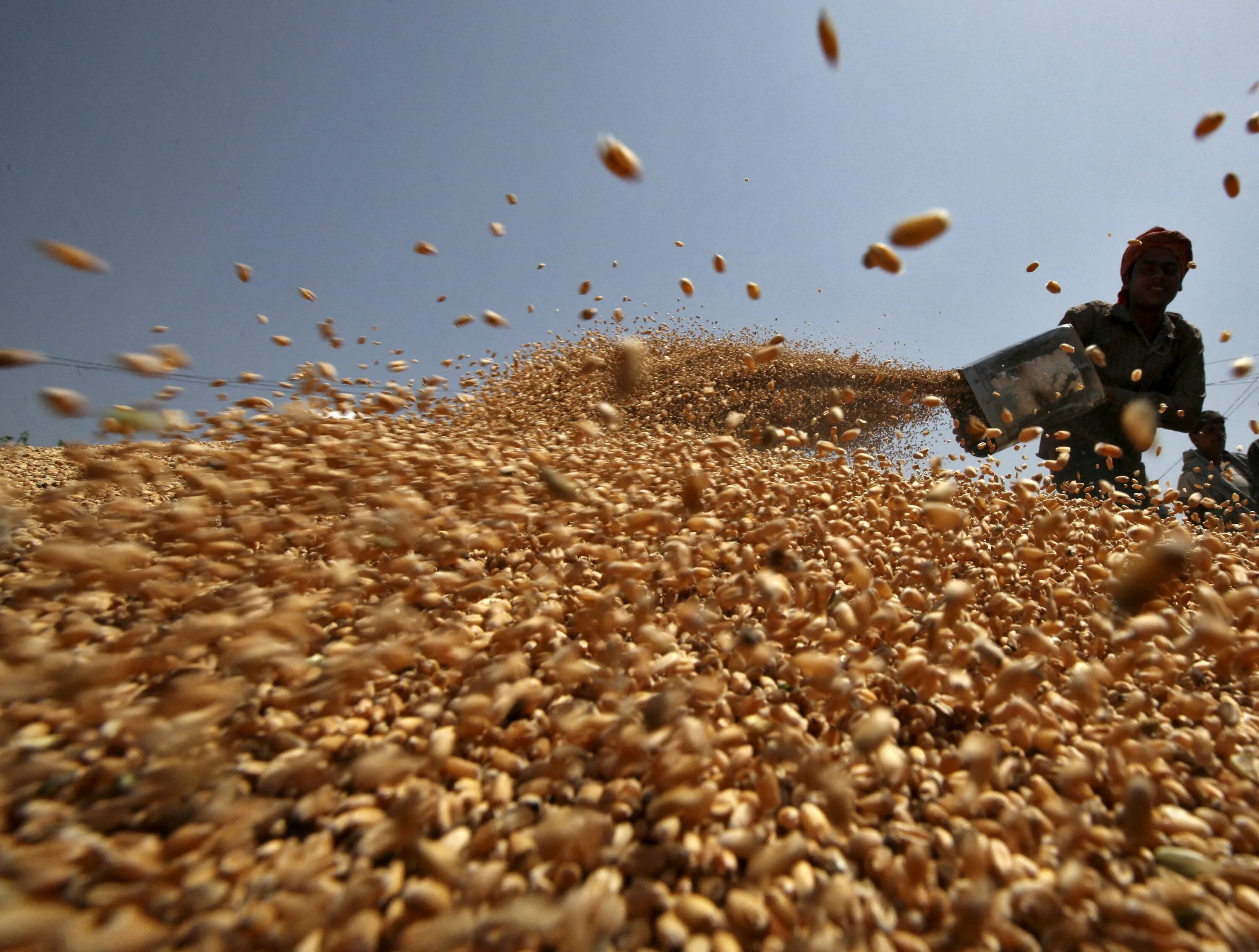 In northern india they harvest their wheat. Пшеница в Египте. Египет экспорт пшеницы. Зерновые культуры в Египте. Зерно.