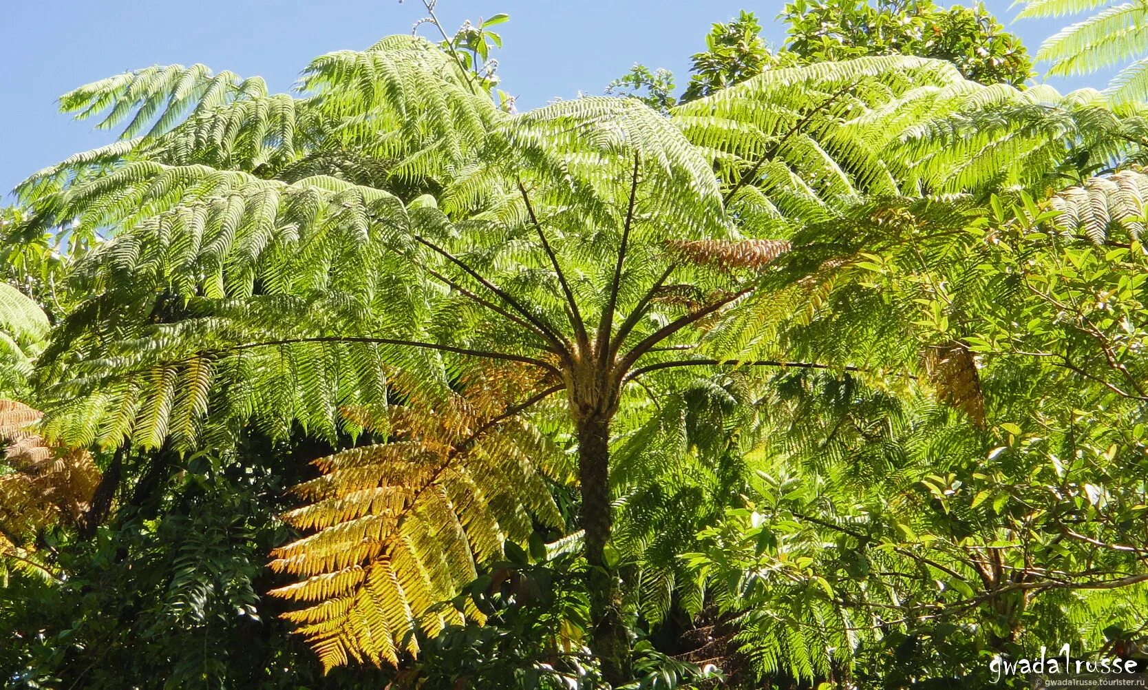 циатея арборея. древовидные папоротники примеры. древовидный папоротник циатея. диксония антарктическая. самый большой папоротник.