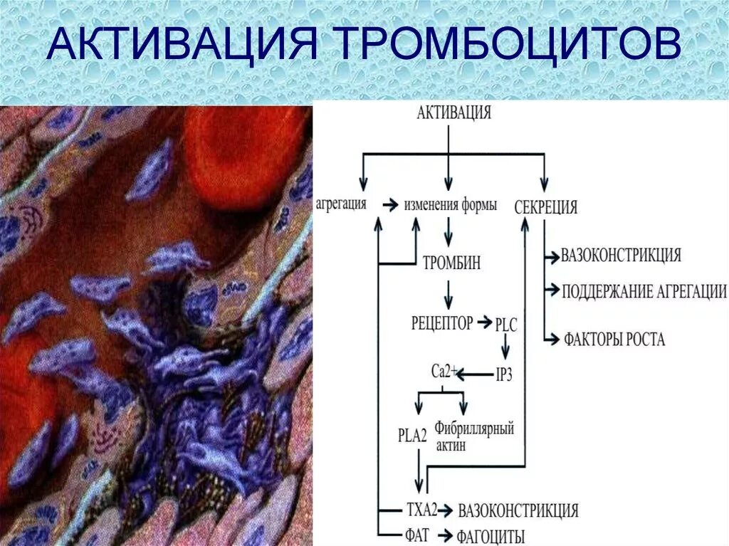 Коллаген агрегация. Фактор активации тромбоцитов. Активация тромбоцитов. Процесс активации тромбоцитов. Что такое активизация тромбоцитов.