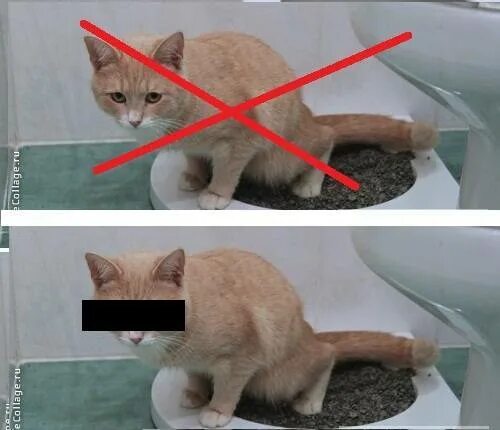 Как помочь котенку сходить. Кот какает. Тыкать котенка мордой в лоток. Котенка тыкают мордой. Кот какает в лоток.