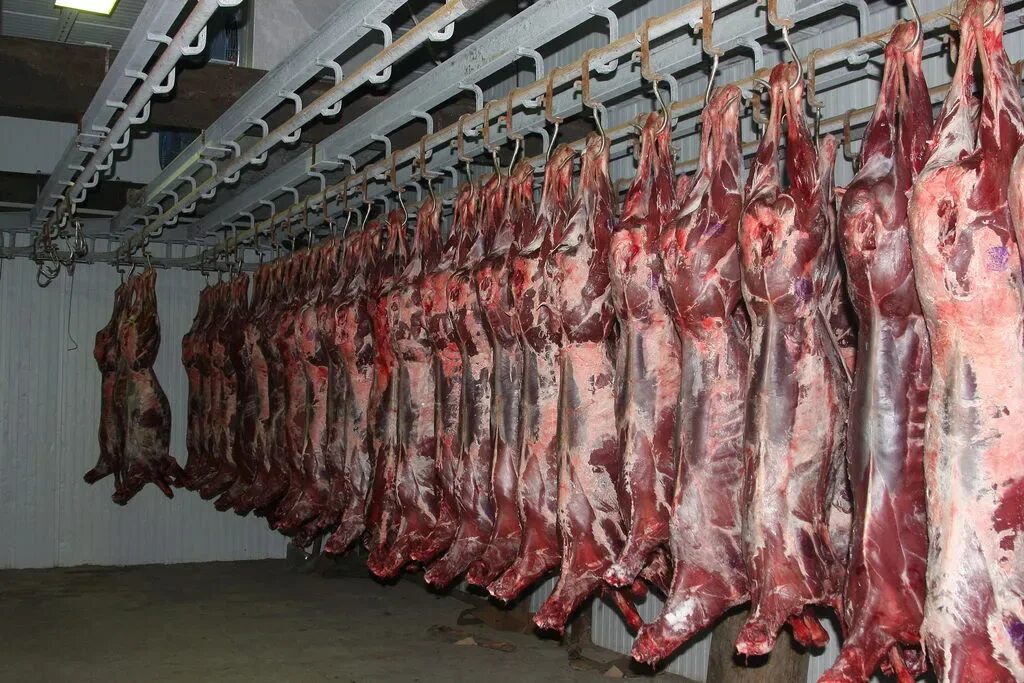 Оленье мясо. Мясо оленя. Оленина туша. Оленина туша. Мясоперерабатывающий комплекс паюта.