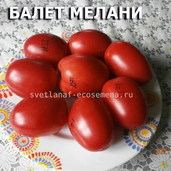 Томат гном балет мелани. Сорт томата балет мелани. Томат балет мелани. Гном балет мелани. Гном балет мелани.