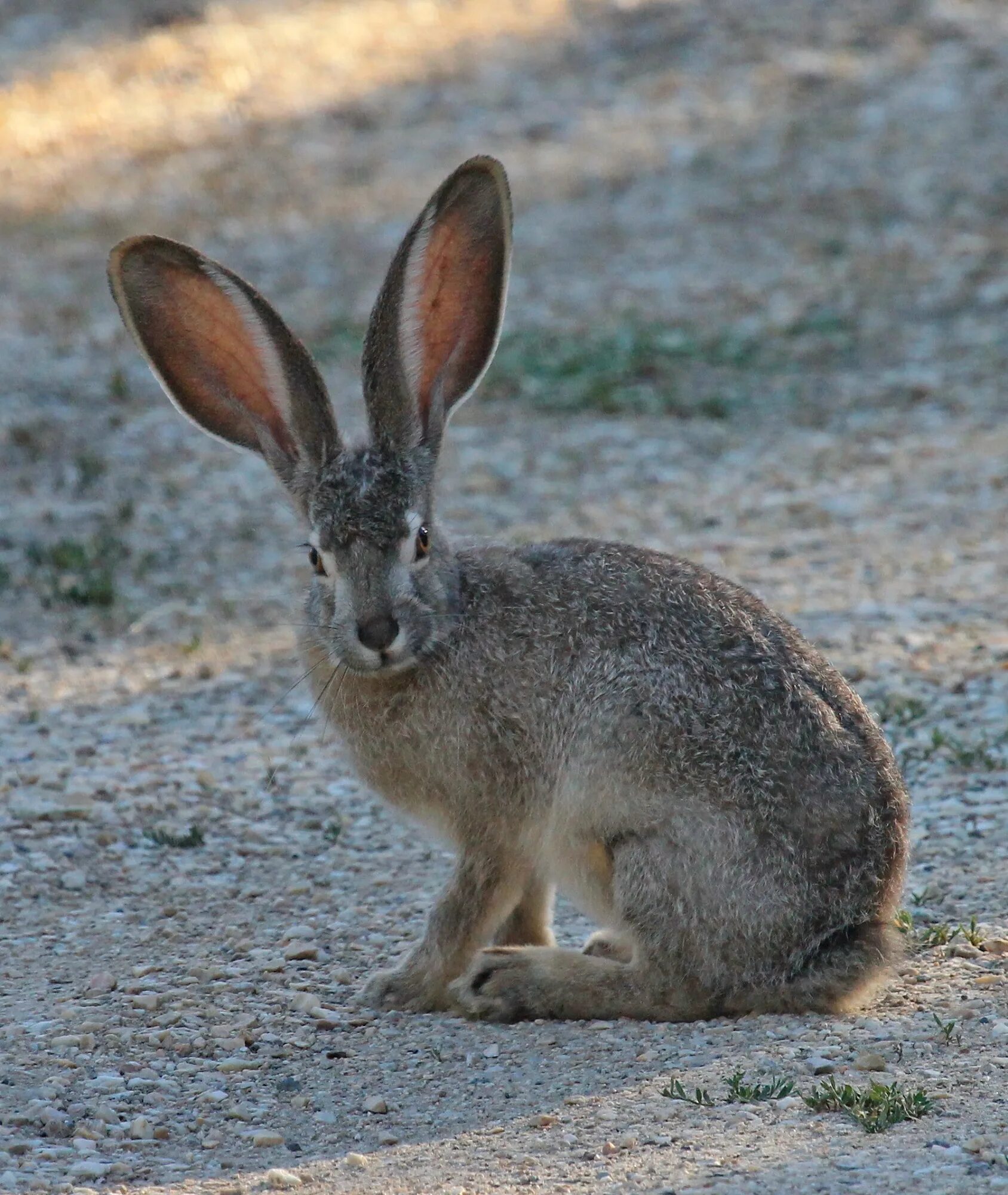Европейский кролик меланист. Иберийский заяц Португалия. Чернохвостый заяц Северной Америки. Чернохвостый кролик.