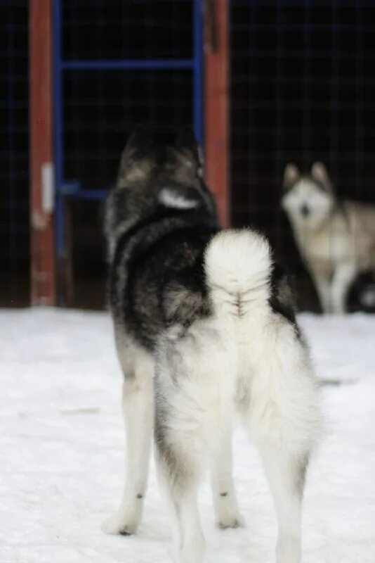 хаски ягодная