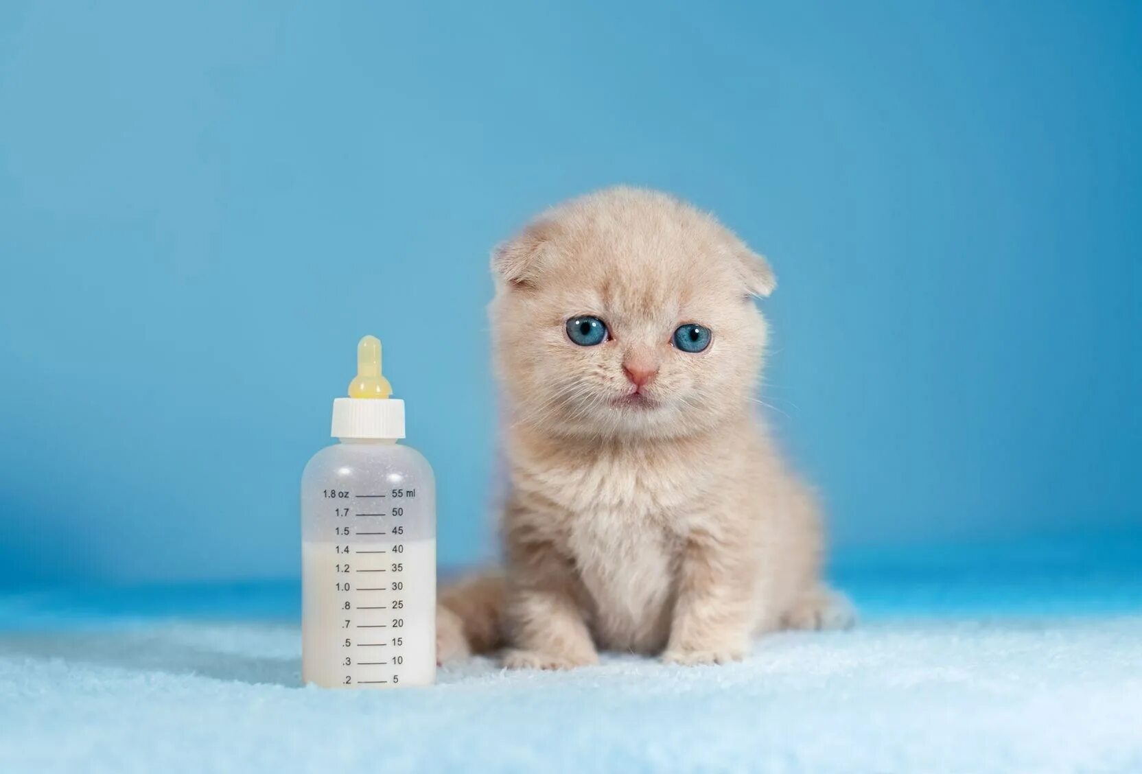 Вскармливание котят. Маленький котенок. Маленький котенок в молоке. Котенок 1.5 месяца. Вскармливание котенка