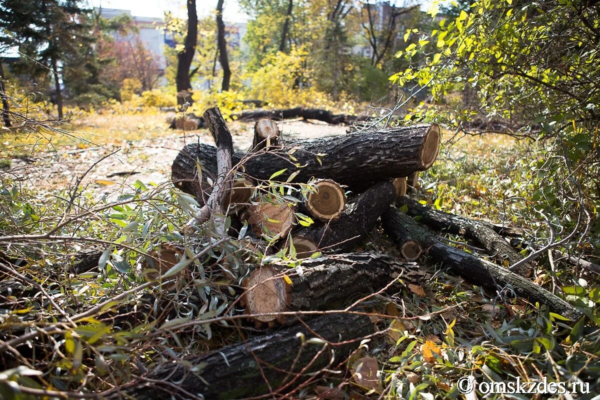 Пробирается медведь сквозь лесной валежник стали птицы. Хворост в лесу. Медведь в валежнике. Валежник. Аварийные деревья в лесу.