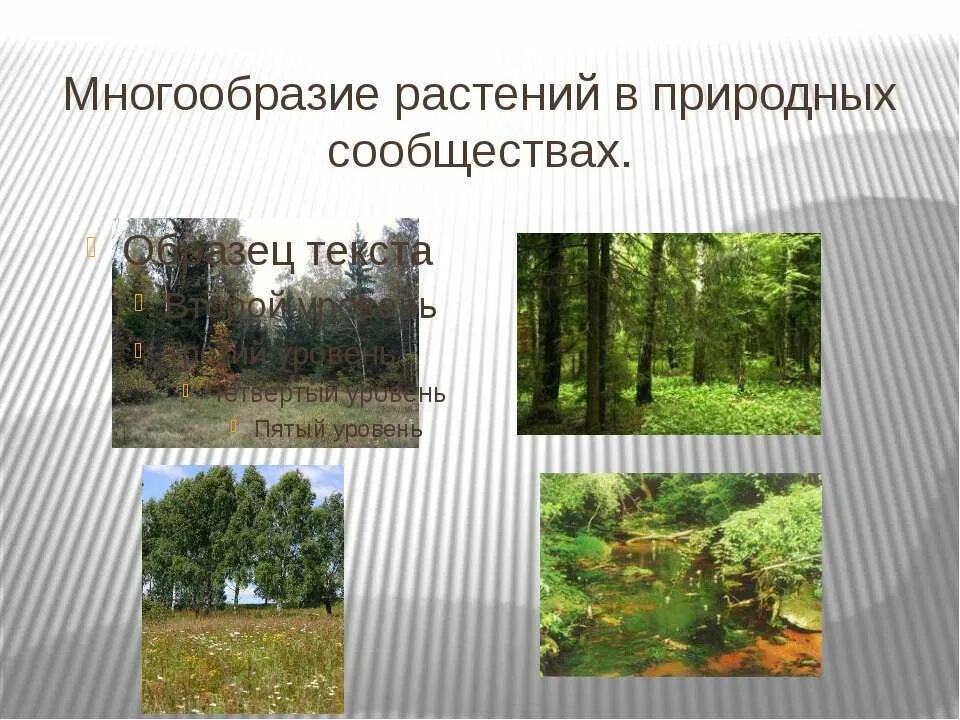 Урок 5 класс разнообразие природных сообществ. Природные сообщества растений. Многообразие природных сообществ. Разнообразие растительных сообществ. Многообразие растений.