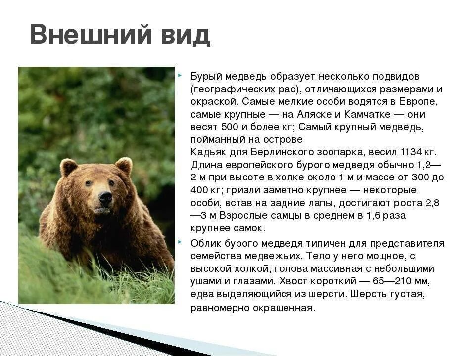 Описание картины бурый медведь