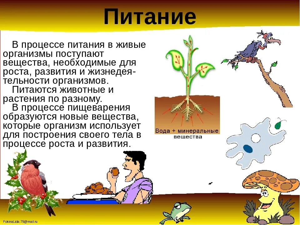 Какие свойства характерны живым организмам. Питание свойство живых организмов. Свойства живых организмов 5 класс. Питание и дыхание живых организмов. Признаки живого питание.