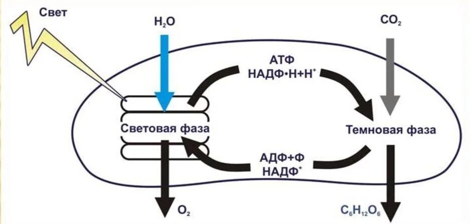 Светова фаза фотосинтеза схема ег. Фотосинтез схема световая фаза и темновая. Анаболизм процесс фотосинтеза. Световая стадия фотосинтеза. Образование атф темновая фаза