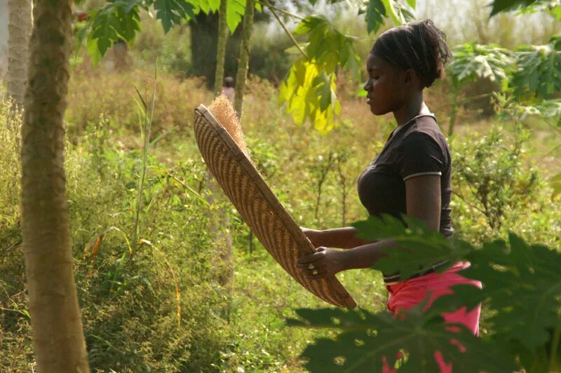 Natural events. Cotton Tree Sierra Leone. Sierra Leone Cassava leaves. Heddle's Farm Sierra Leone. Sierra Leonean dating.