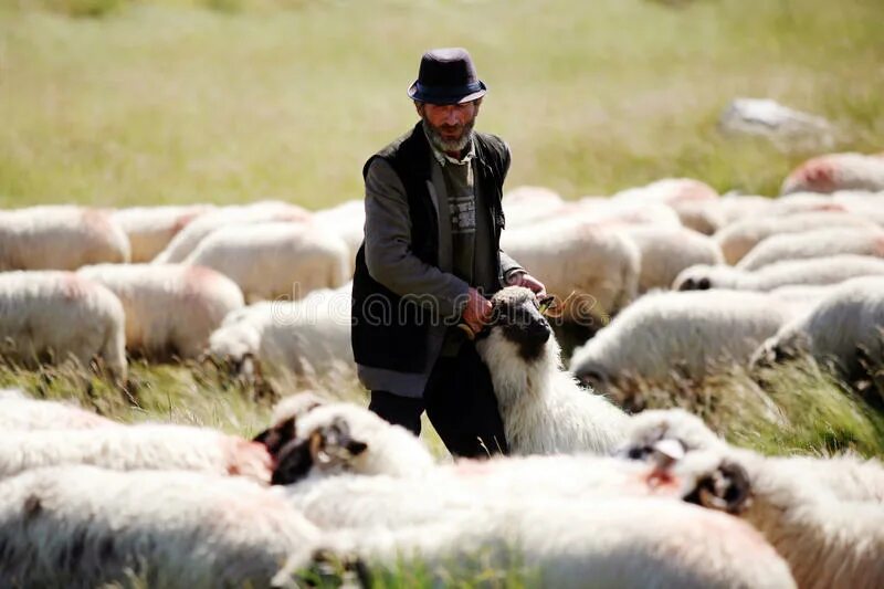 Старый чабан. Папаха пастушья. Видео слово чабана. Бухарская папаха. Видео слово чабана.