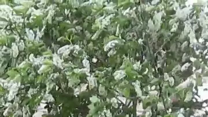 Ромашка белая лепесточки текст. Белым цветом песня слушать. Белым цветом песня слушать. Черёмуха белая песня. Любовь в цветущем саду.