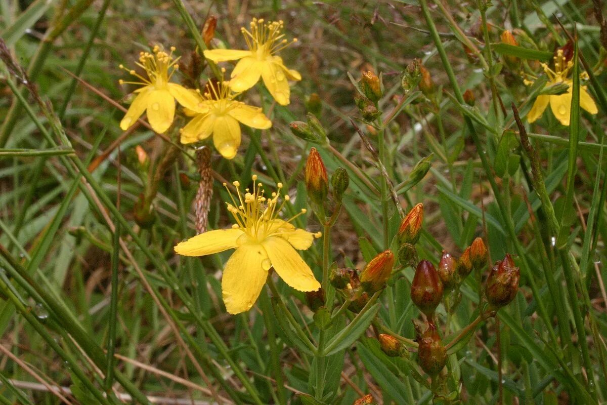 Зверобой вышел. Зверобой продырявленный (Hypericum perforatum). Зверобой горный(Hypericum montanum l.). Зверобой Монбре. Зверобой четырёхкрылый.