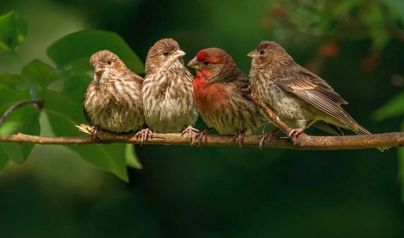 They like birds. Звуки природы птицы в лесу. Звуки природы пение птиц. Звуки природы пение птиц звуки леса. Пение птиц в лесу для сна.