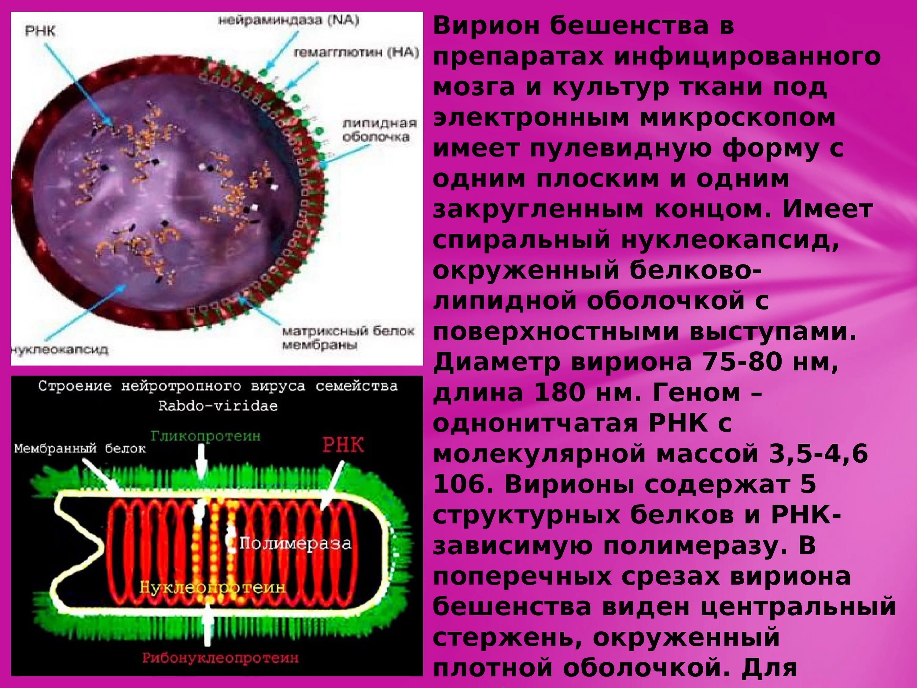 Rabies virus возбудитель бешенства. Структура вируса бешенства РНК. Структура вириона вируса бешенства. Вирус бешенства морфология вириона.