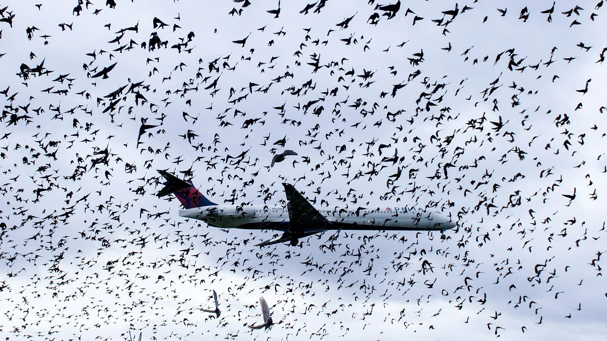 Стая птиц. Птицы на аэродроме. Птицы летают. Птички на взлете. Bird fly high