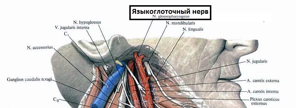 Ix черепного нерва. Языкоглоточный нерв анатомия топография. Языкоглоточный нерв зона иннервации. Языкоглоточный нерв иннервация языка. Языкоглоточный нерв анатомия схема.