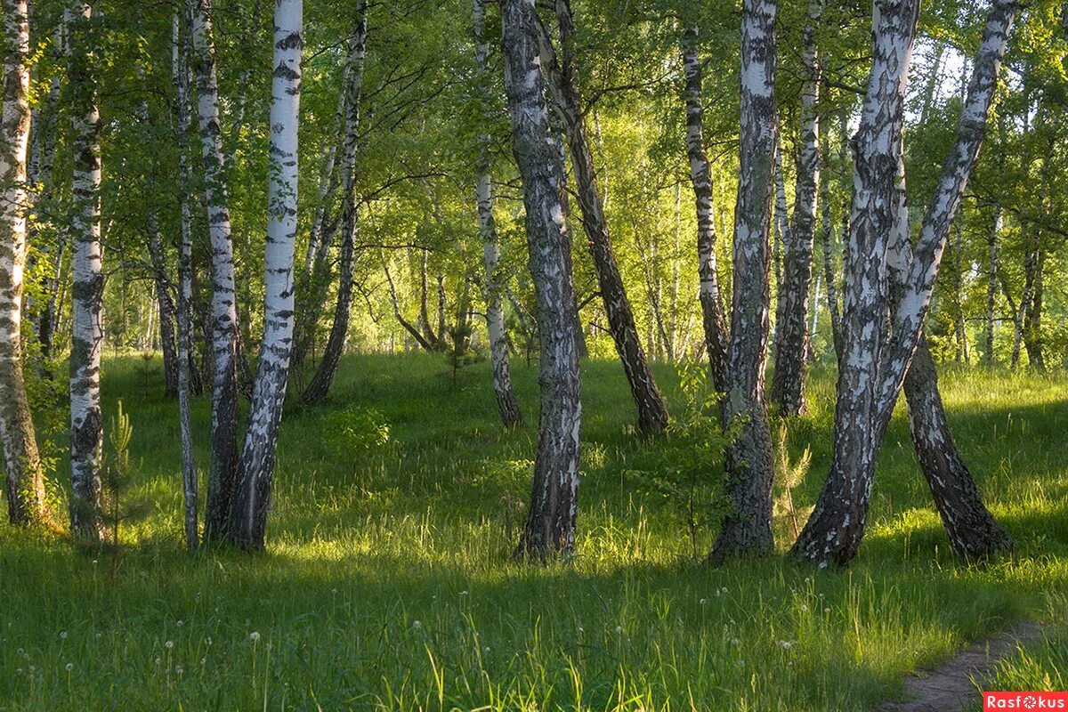 Береза новосибирск купить