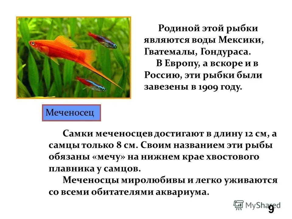 Меченосец красный чернохвостый купить по выгодной цене в интернет-магазине EXOME