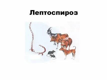 Лептоспироз животных