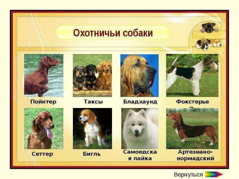 Породы собак названия. Служебные породы собак список. Служебные породы собак названия. Охотничьи собаки породы названия. Охотничие собаки и их названия.