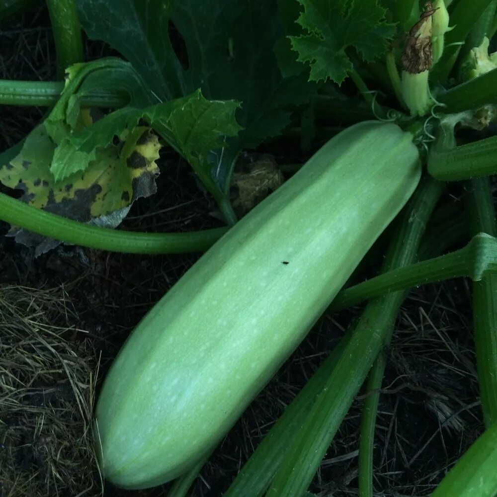 Гибрид кавили кабачок. Ранние сорта кабачков. Кабачки кустовые грибовские. Кабачки урожайные сорта. Кабачок f1 «полосатое солнышко» –.