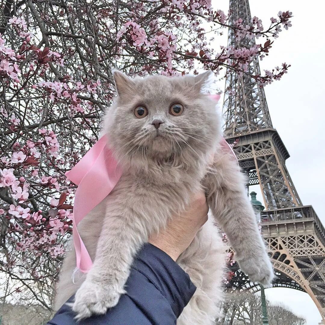 Кот париж. Парижский кот. кошечка париж. кошка в париже. кот из парижа.