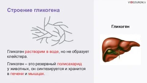 Печень животных гликоген